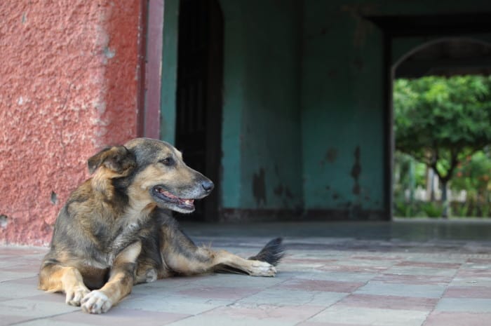 Costa Rica Dog Fighting