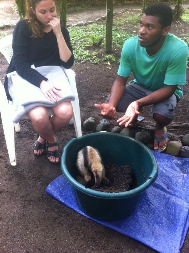 a tamandua anteater in Costa Rica