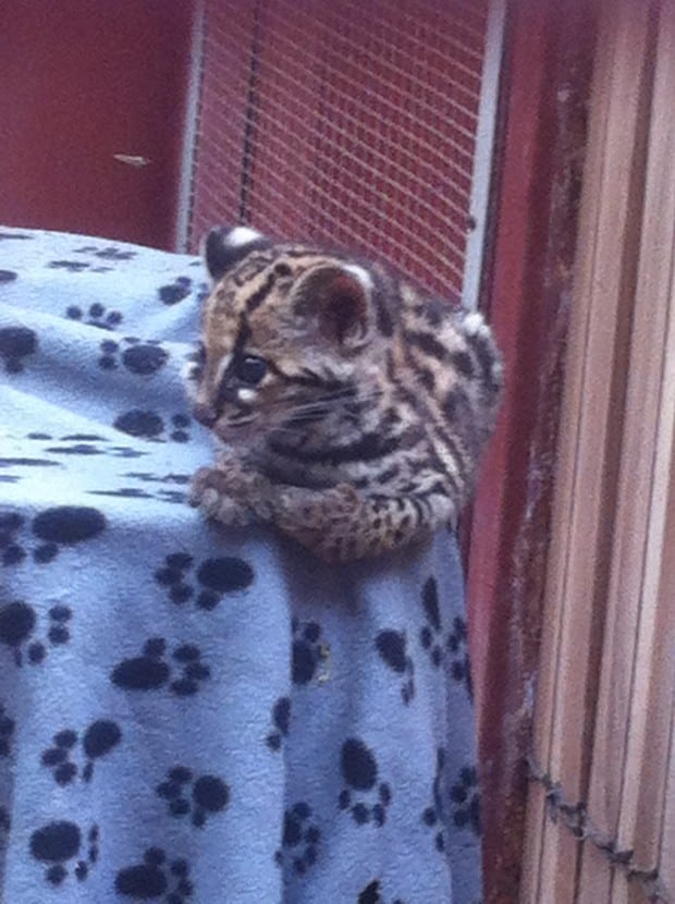 Danger, wild cat! A margay kitten clings to the edge of a table in Costa Rica