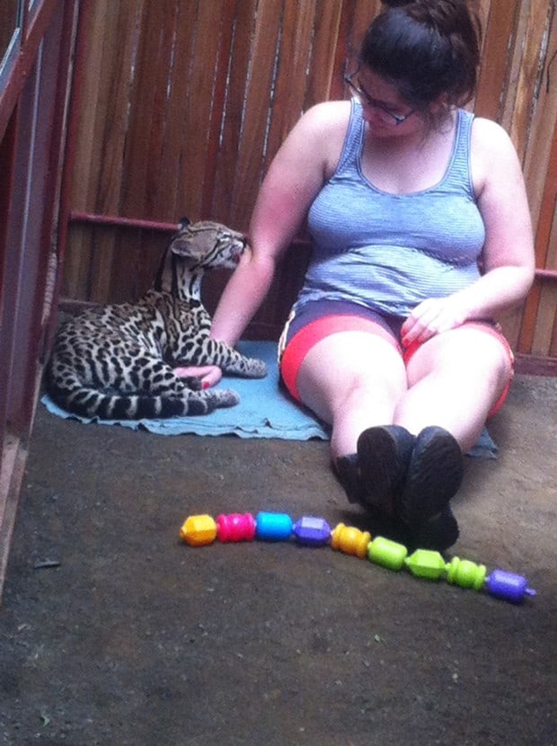 A juvenile ocelot licks the arm of a volunteer at the Jaguar Rescue Center 