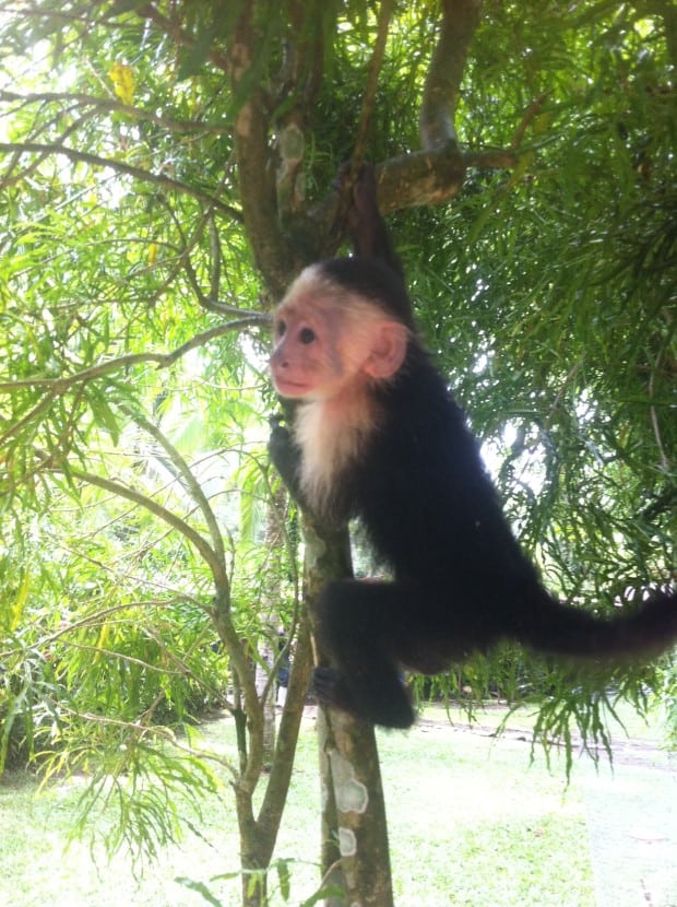 A baby capuchin monkey in Costa Rica