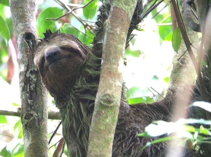 A three-toed sloth smiles for the camera in Costa Rica