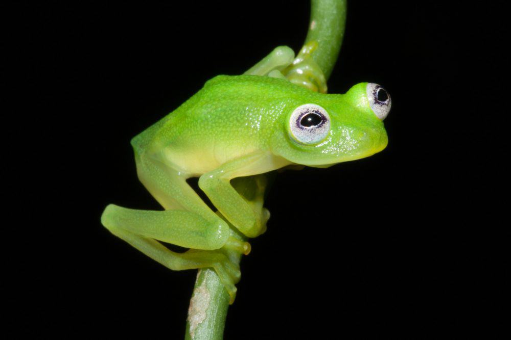 Hyalinobatrachium dianae was discovered in the Talamanca mountains of Costa Rica.