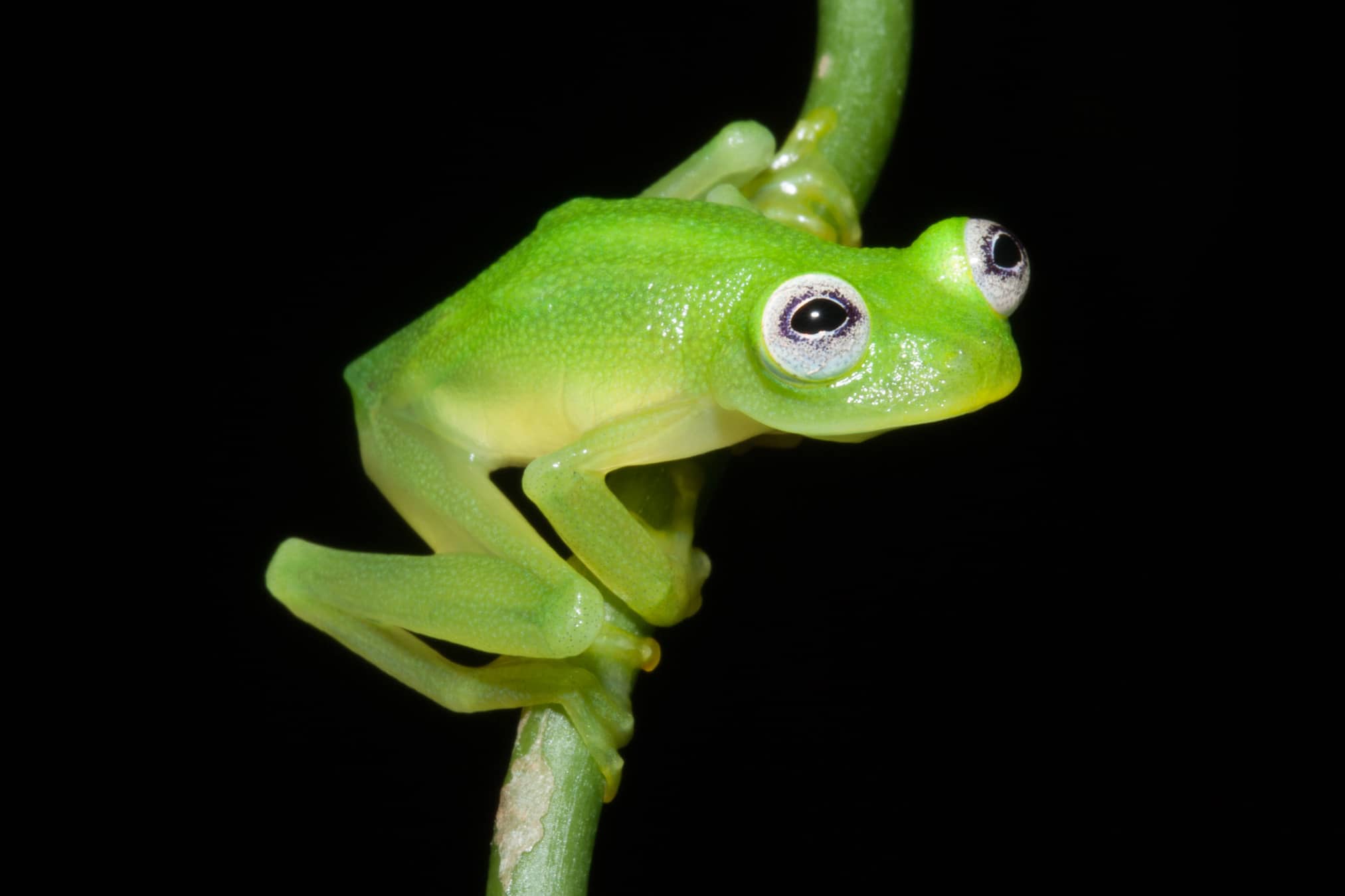 Hyalinobatrachium dianae was discovered in the Talamanca mountains of Costa Rica.