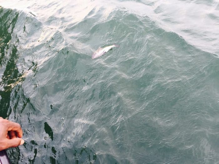 A dead fish floats in the Nicoya Gulf.