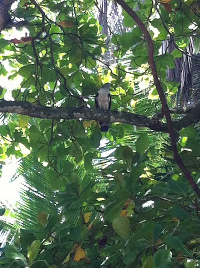 A white hawk in a tree at Playa Uvita.