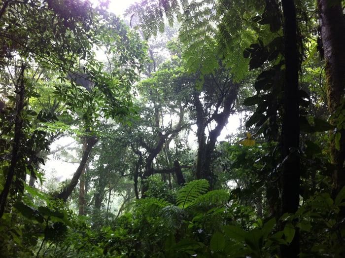 View of the cloud forest at Monteverde.
