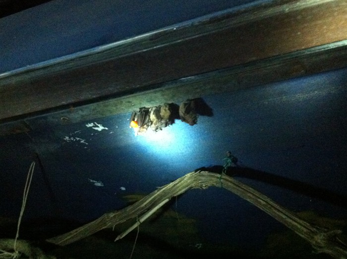 A cluster of bats on the ceiling.