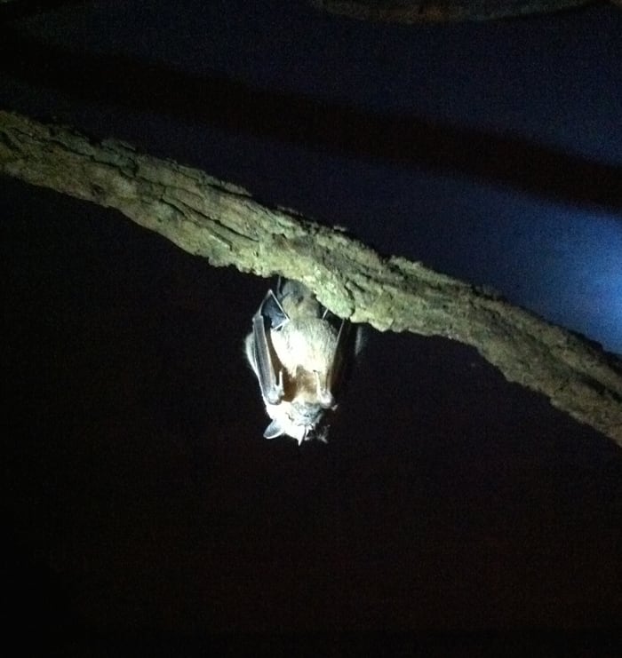 One of the 90 inhabitants of the live bat exhibit.