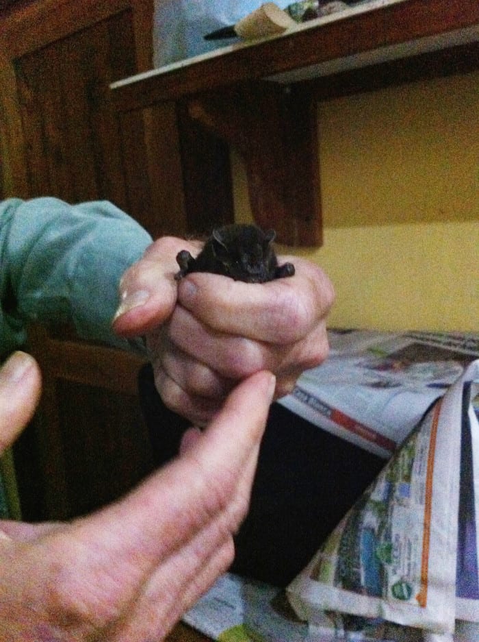 Bat Jungle proprietor Richard LaVal holds Oscar, an injured Toltec fruit bat that can't fly.