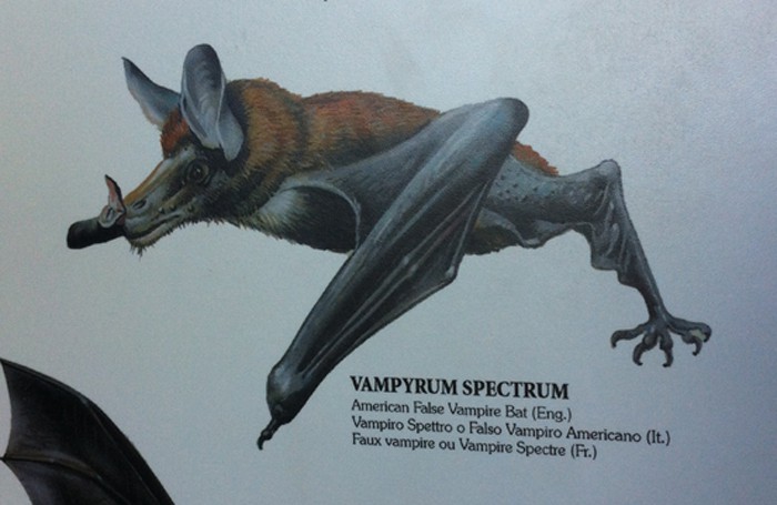 American false vampire bat.