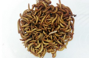 Larvae of the mealworm