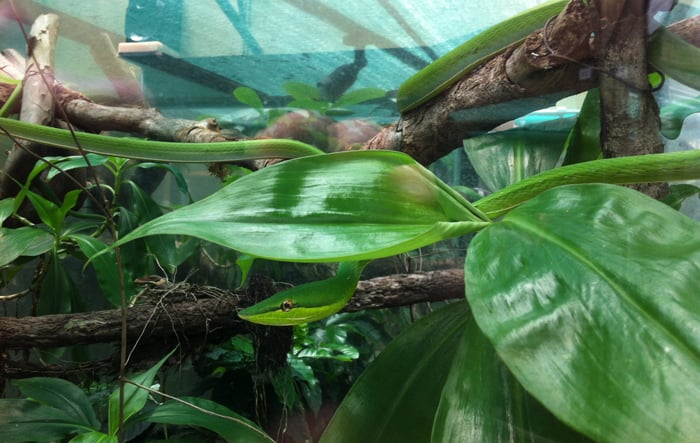 Monteverde herpetarium: Fall in love with snakes all over again