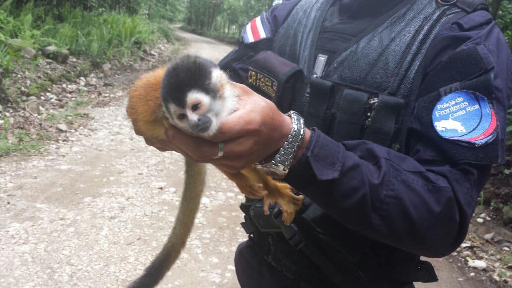 Baby squirrel monkey rescued by Costa Rican police