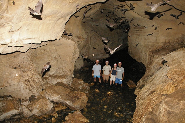 Four species of bats live in the Venado Caves.