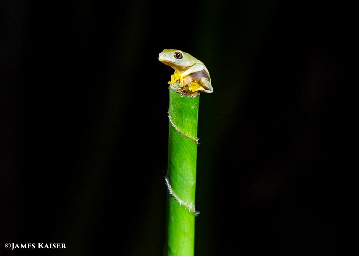 Red-eyed leaf frog.