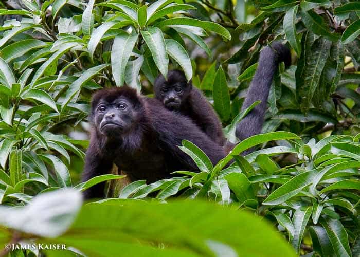 Howler monkey mom and baby.