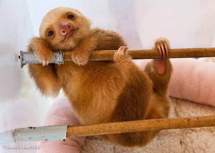 Photos: Costa Rica’s most adorable baby animals