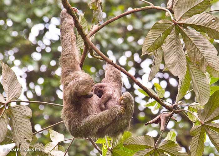 Sloth mother and baby.