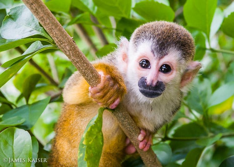 Young titi monkey.