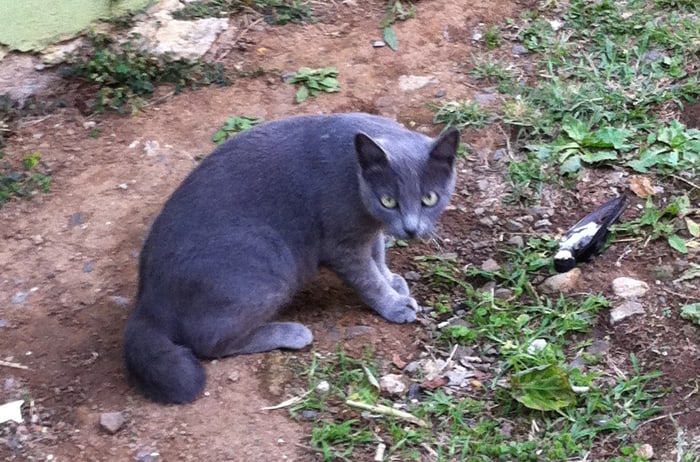 Killer cat loose in Monteverde, bird learns