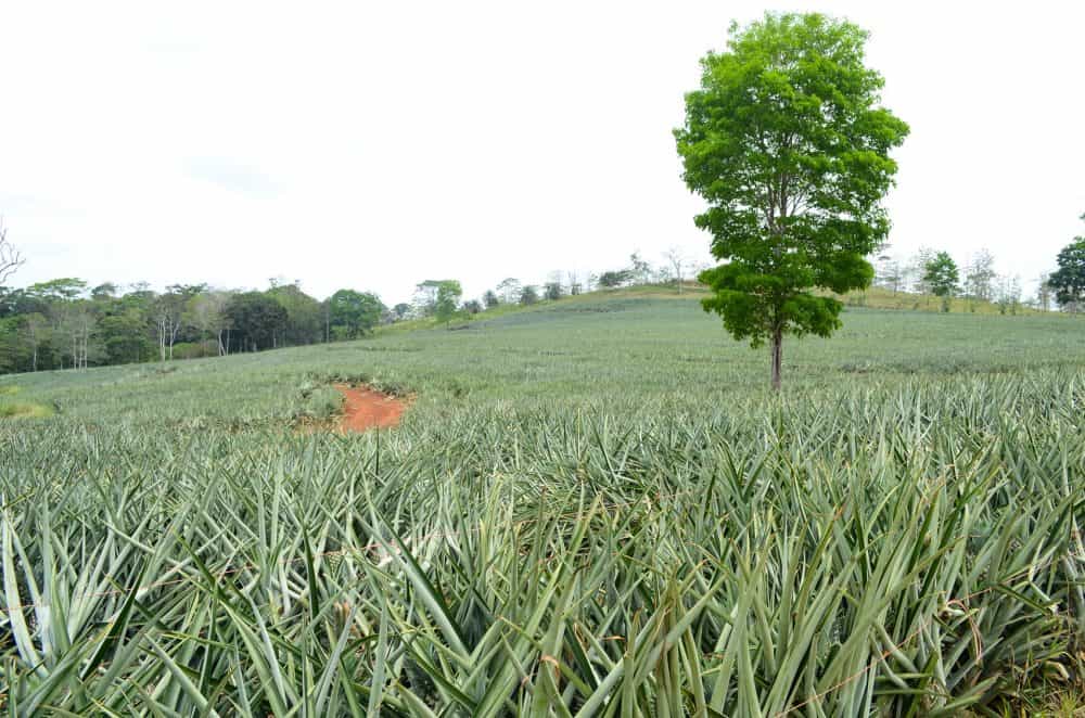 Pineapple fields on the Costa Rican side of Route 1856, April 29, 2015.