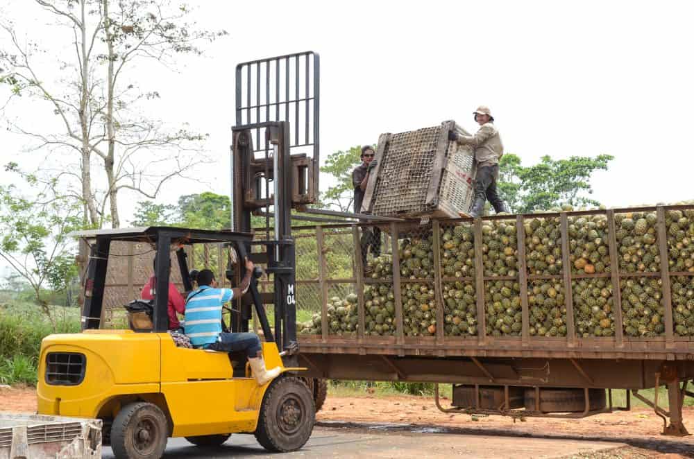 A trailer is filled with pineapples on Route 1856, at the Costa Rica-Nicaragua border