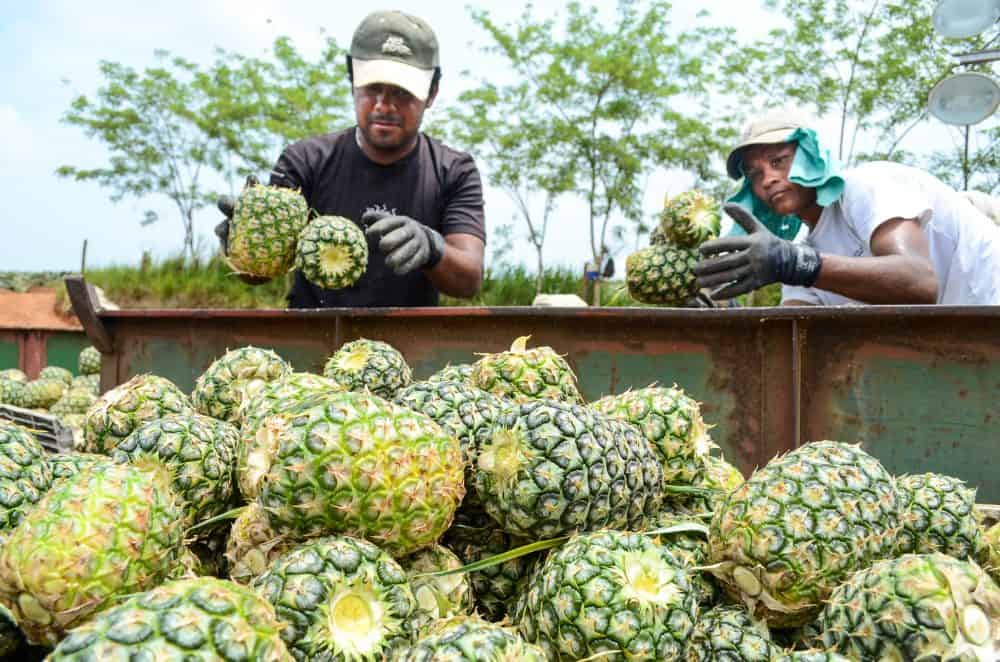 Workers fill a cart with pineapples before it is loaded into a trailer in Costa Rica's northern Alajuela province, 