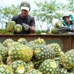 Workers fill a cart with pineapples before it is loaded into a trailer in northern Alajuela province, April 29, 2015.