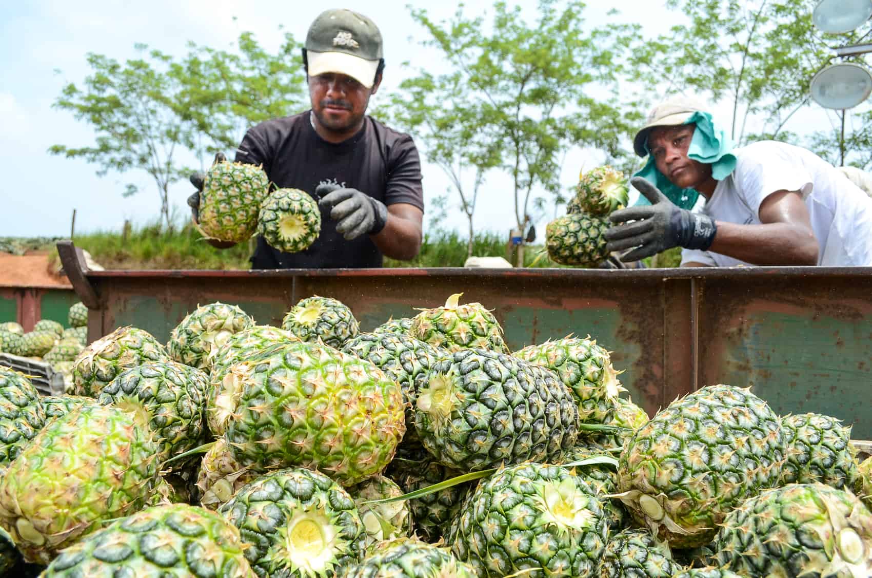 Workers fill a cart with pineapples before it is loaded into a trailer in northern Alajuela province, April 29, 2015.