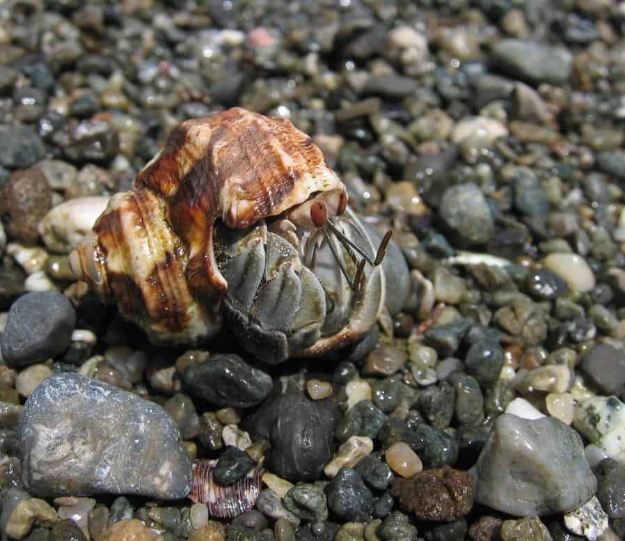 Hermit Crabs on a beach in Costa Rica