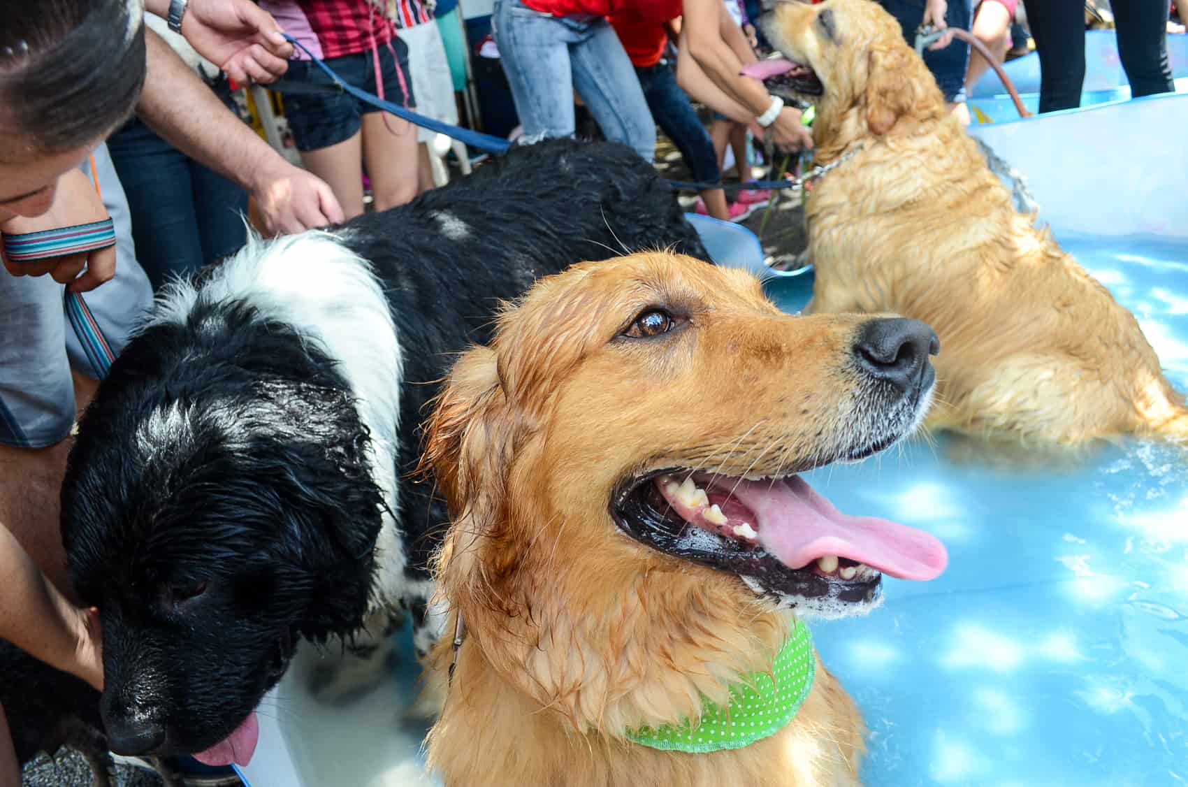 Dogs in Costa Rica