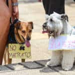 "No more abuse" and "Yes to the law" at the 7th March Against Animal Abuse in San José.