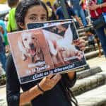 Whats the difference between a dog and a pig asks a vegan girl at the 7th March Against Animal Abuse in San José.