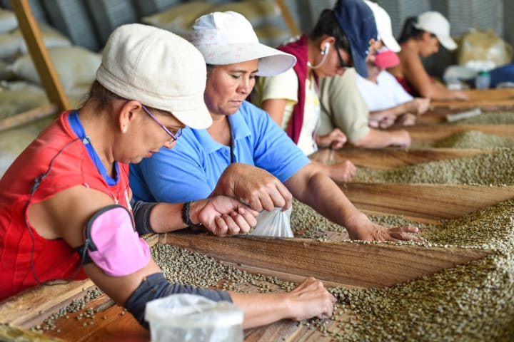 A group of women clean green coffee beans in Costa Rica at the Herbazú coffee processing plant in Naranjo, Alajuela.