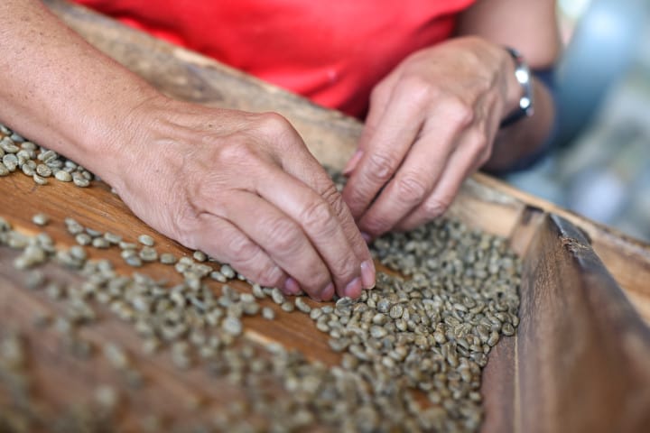 Selecting the best green coffee beans in Costa Rica at the Herbazú coffee processing plant in Naranjo, Alajuela.