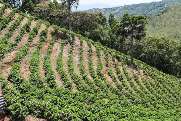 A Costa Rican coffee farm in Lourdes de Cirrí in Naranjo, Alajuela.