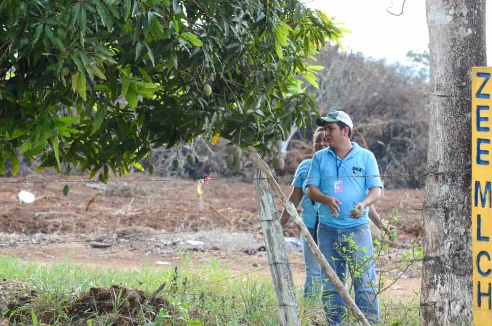 Nicaraguans pick mangos from a tree located at the border fence between Costa Rica and Nicaragua at Las Tablillas Checkpoint.