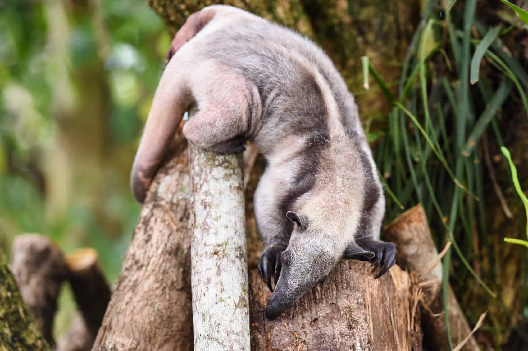 Anteater in Costa Rica