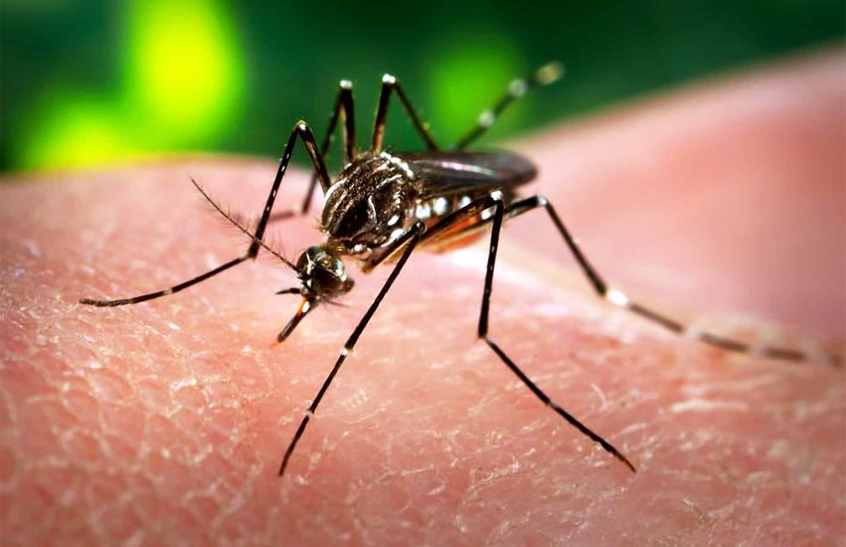 Zika Costa Rica: Aedes aegypti mosquito