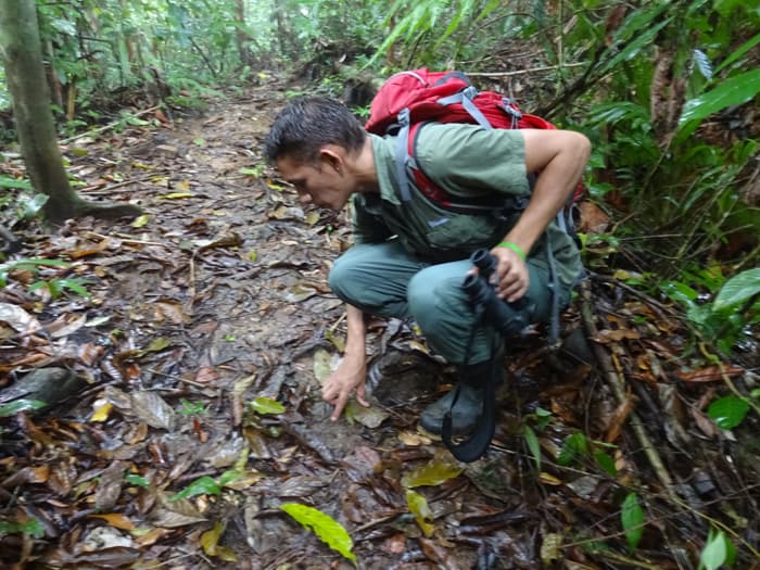 Tomas Ridings, a tour guide on El Tigre trail, pauses to identify animal tracks.