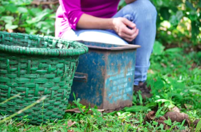 A woven basket is worn with a belt to allow the harvester to use both hands.