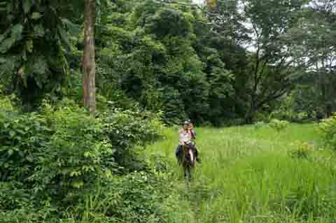 Credit: Caption: The colors of the rainforest are verdant and brilliant on a horseback ride.