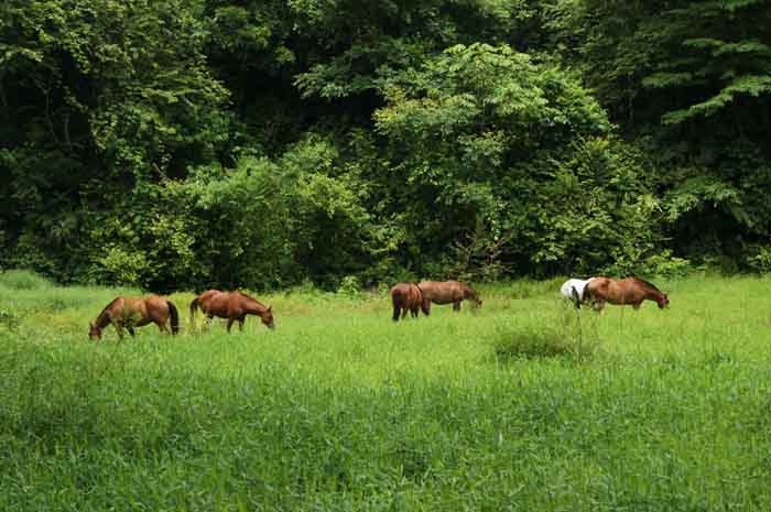The horses at Discovery Horseback Tours are free to roam.