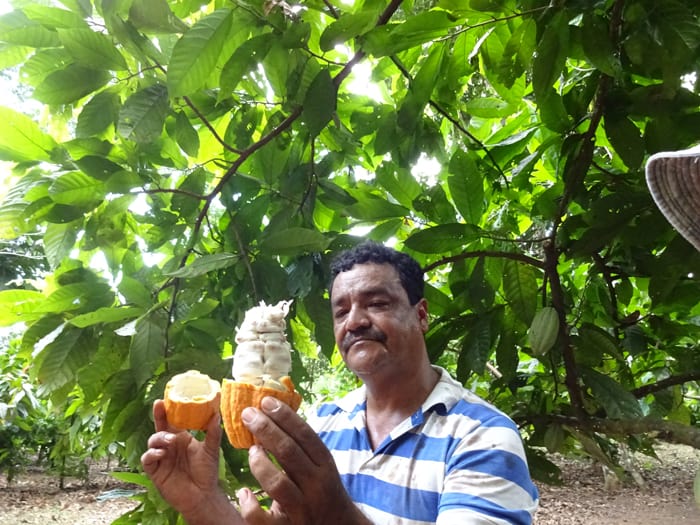 German Quiros Vivas shows guests what a cacao pod looks like on the inside.