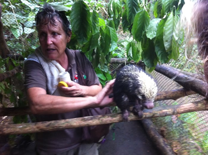 The proper way to pet a porcupine: front to back.