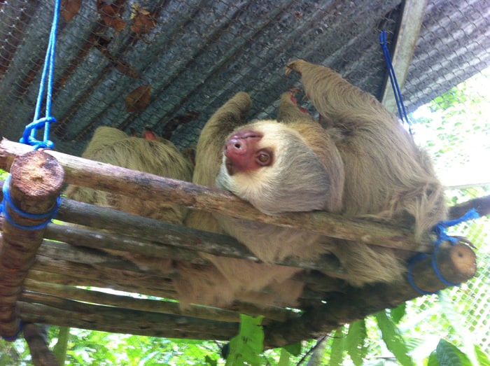 A two-toed sloth lies on its back awaiting treats.