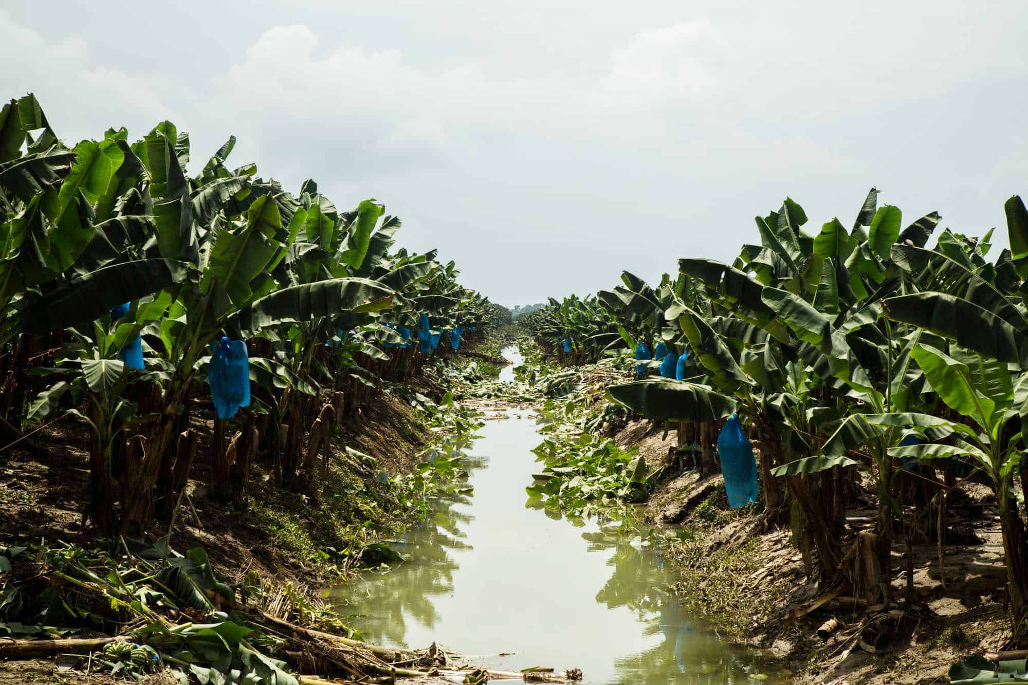 Flooded banana fields in Limón, on July 1, 2015.