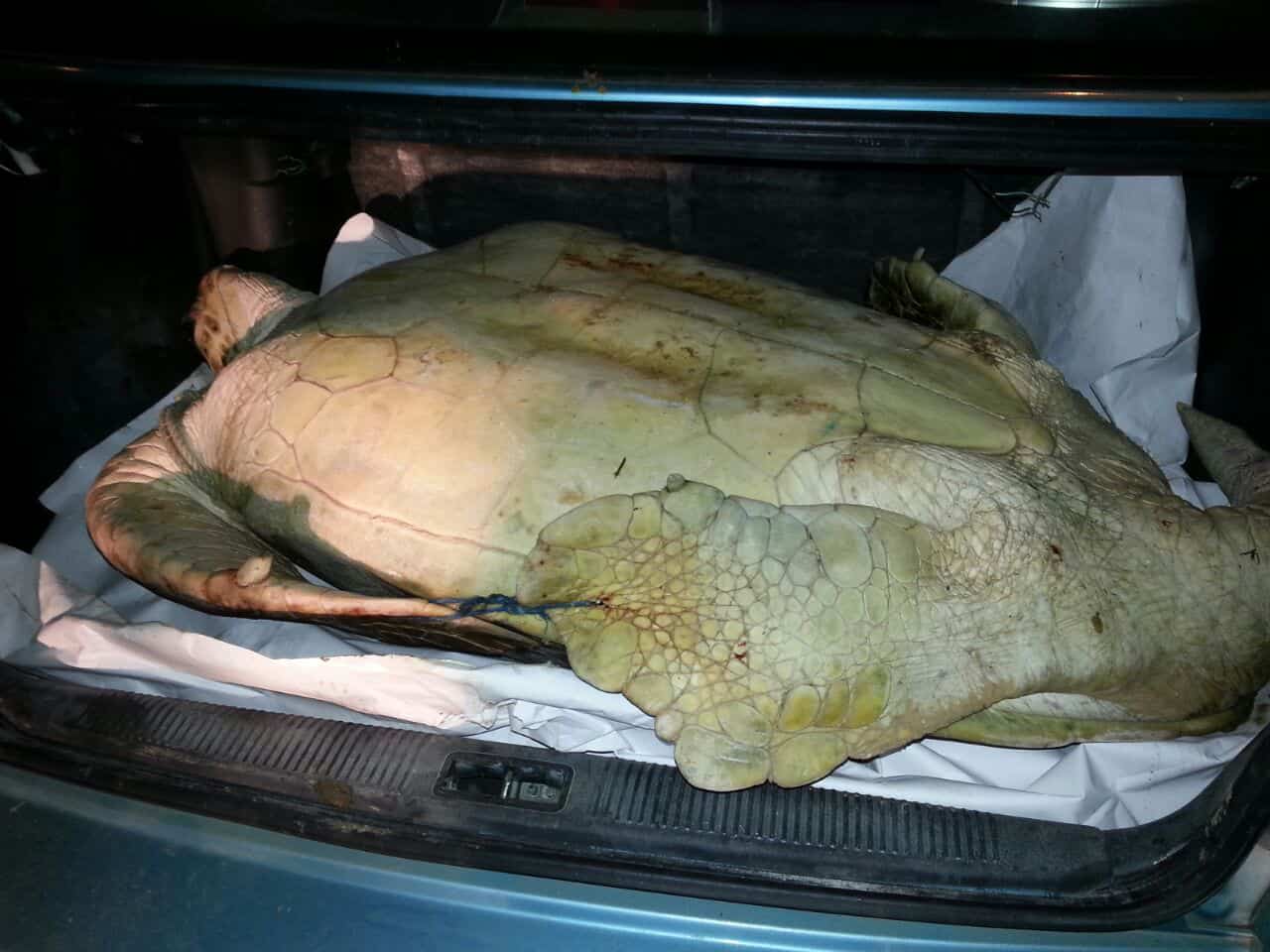 A 100-kg green sea turtle found tied in the trunk of a car in Limón on July 3, 2015.