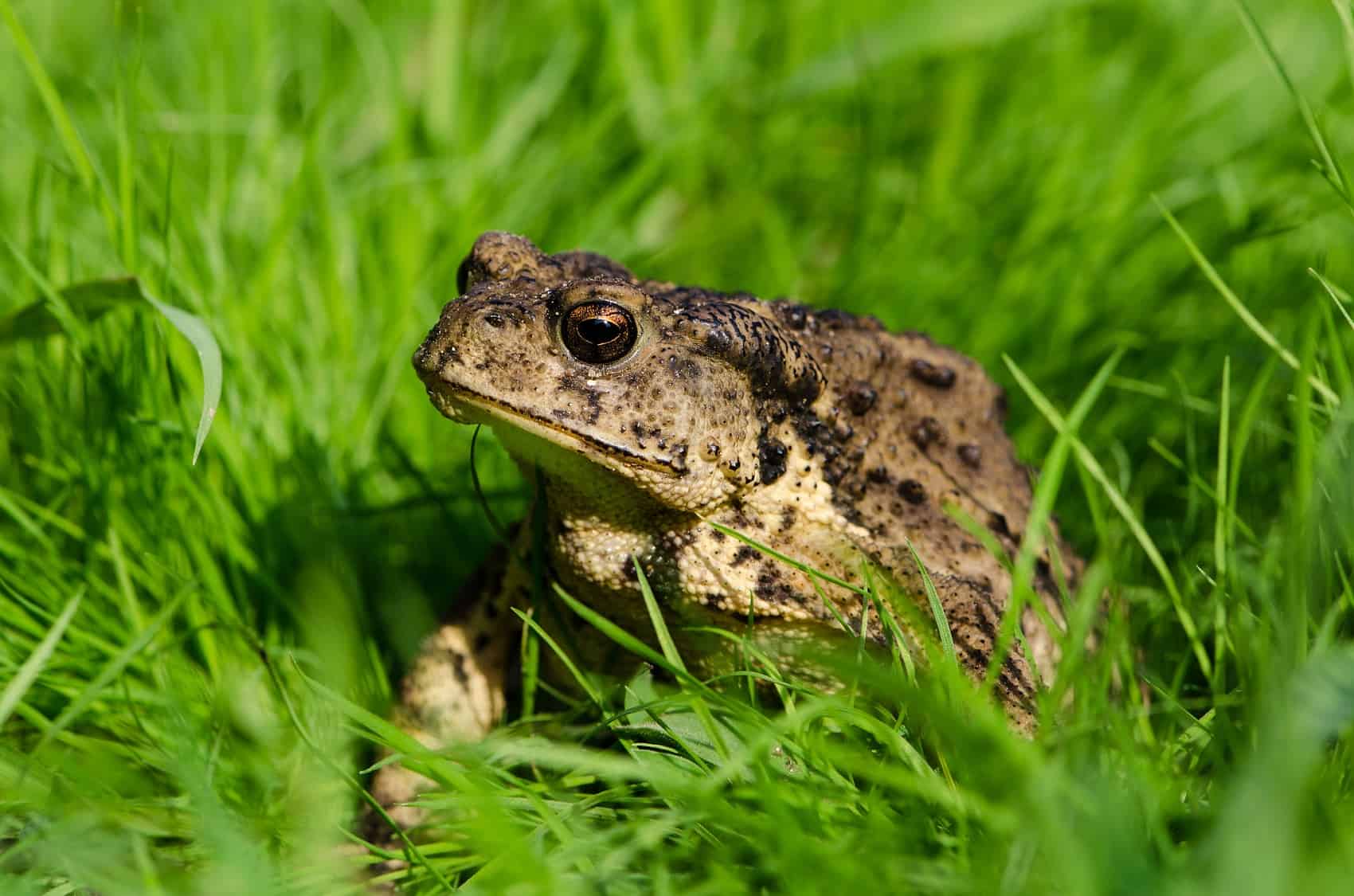 Toad in grass.
